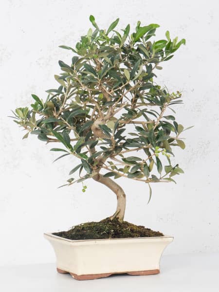 Bonsai Olivo (Olea europaea)