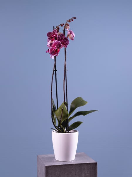 Orquídea Phalaenopsis 'Jaguar'