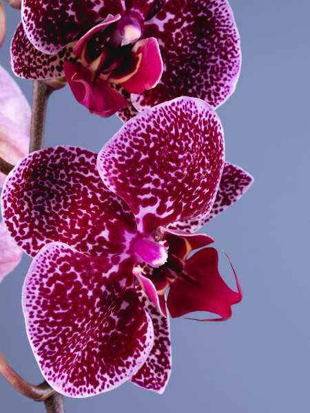 Orquídea Phalaenopsis 'Jaguar'