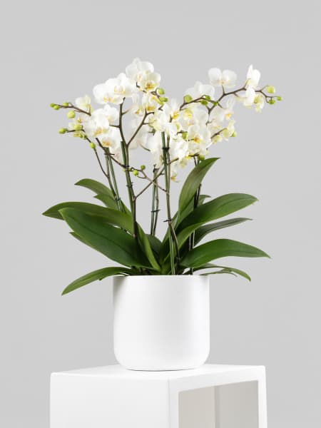 Orquídea Premium Phalaenopsis 'Duetto French Blonde'