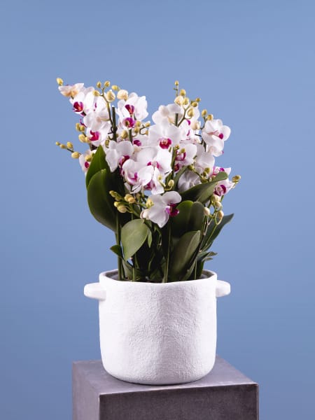 Orquídea Premium Phalaenopsis 'Duetto Safe Haven'