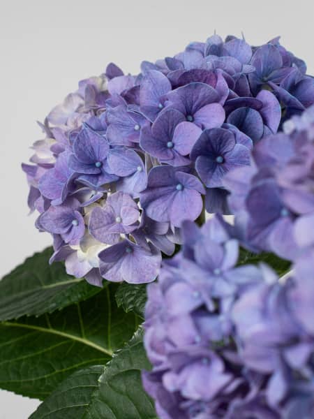 Hortensia de Interior azul