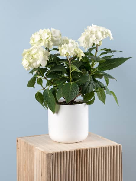 Hortensia de Interior blanca