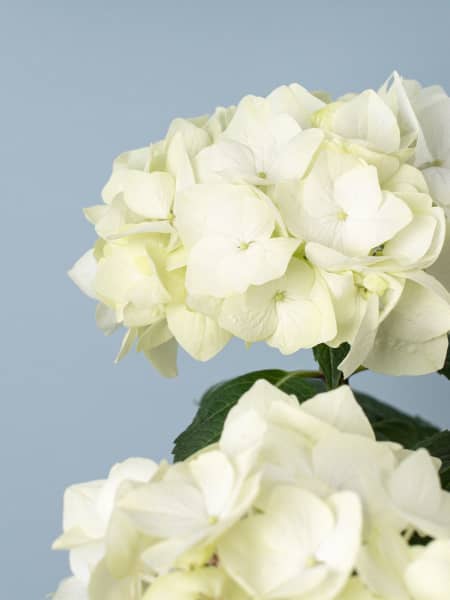 Hortensia de Interior blanca