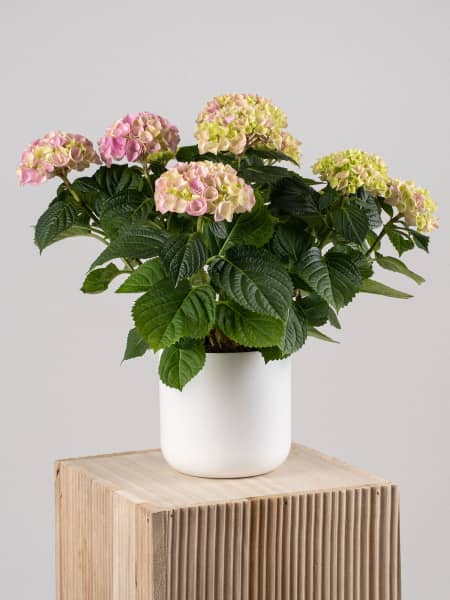 Hortensia de Interior rosa