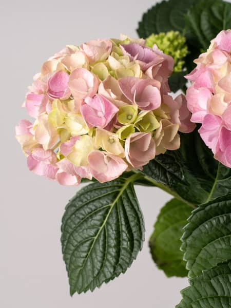 Hortensia de Interior rosa