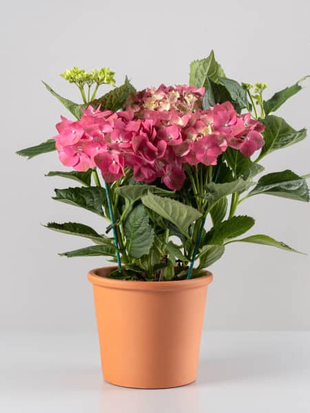 Hortensia de exterior roja (flor temprana)