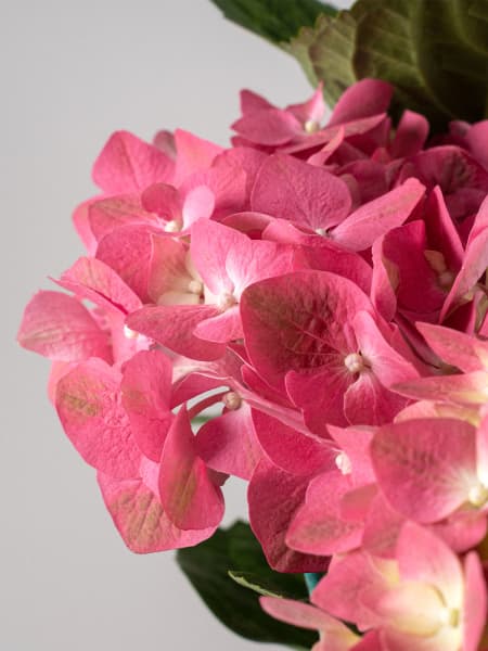 Hortensia de exterior roja (flor temprana)