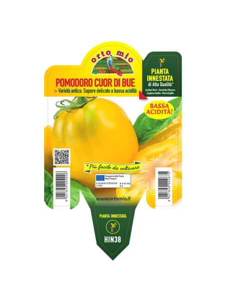 Tomate injertado Corazón De Buey amarillo var. Cuore di Jesi