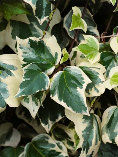 Hiedra "Gloria de Marengo" (hedera algeriensis)