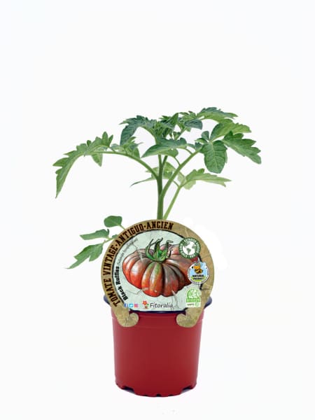 Tomate Black Ruffles - Planta de huerto