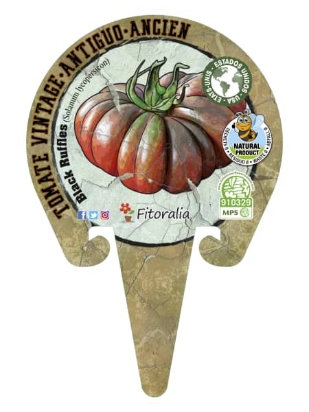Tomate Black Ruffles - Planta de huerto