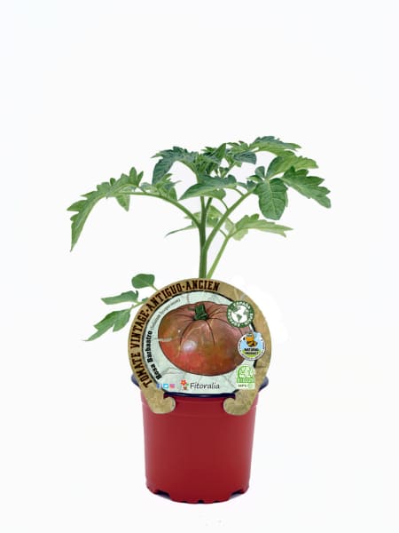 Tomate Rosa Barbastro - Planta de huerto