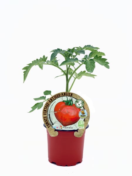 Tomate Valenciano - Planta de huerto