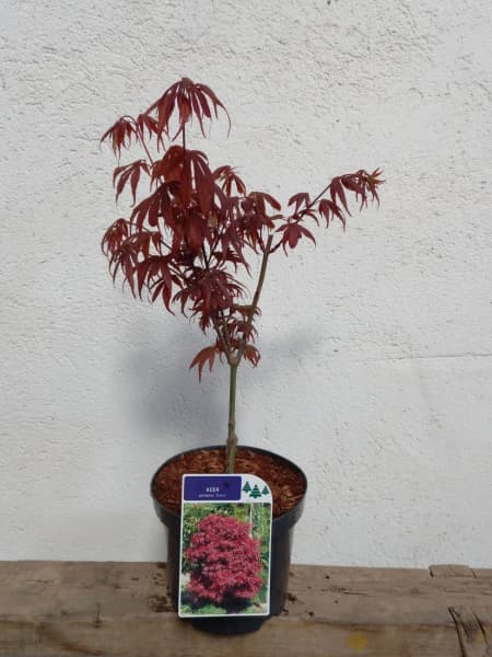 Acer palmatum 'Shaina'