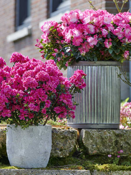 Azalea Hortinno® 'Evergreen'