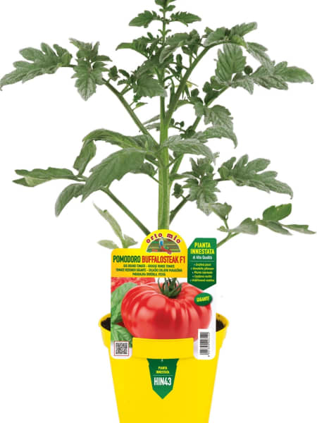 Tomate injertado Gigante Buffalosteak F1 - Planta de huerto