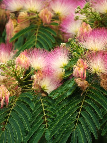 Albizia julibrissin 'Ombrella'