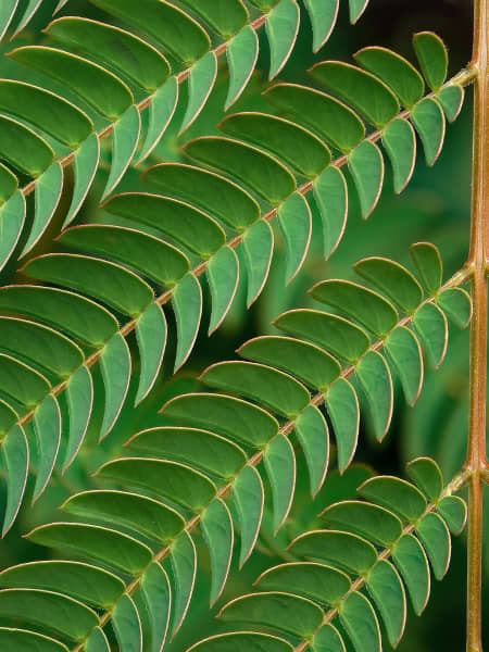 Albizia julibrissin 'Ombrella'
