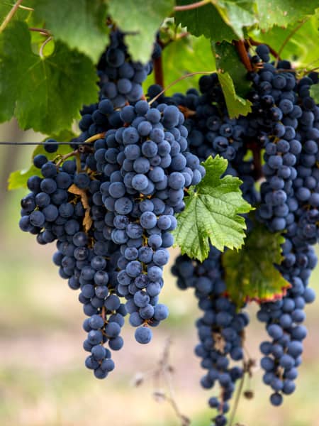 Uva roja 'Cabernet Sauvignon' (Vitis vinifera)