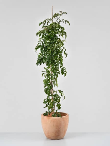 Bignonia Podranea ricasoliana 'Lila'