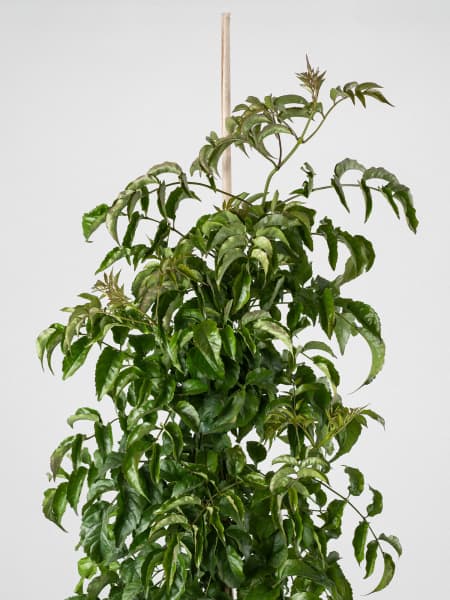 Bignonia Podranea ricasoliana 'Lila'