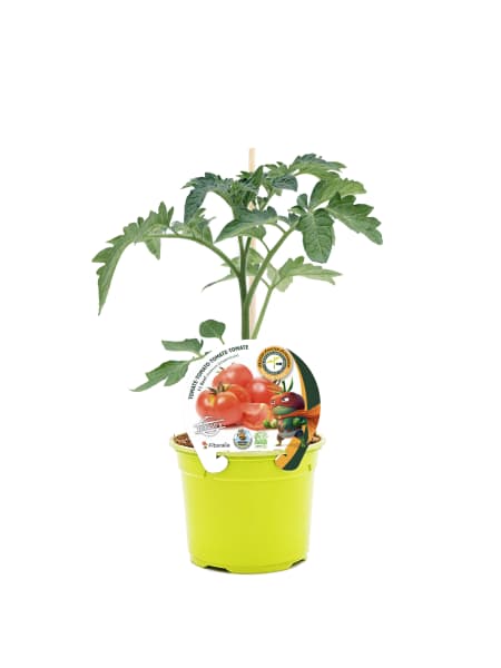 Tomate Beef - Planta de huerto