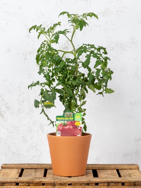 Tomate injertado Redondo Honey Moon - Planta de huerto