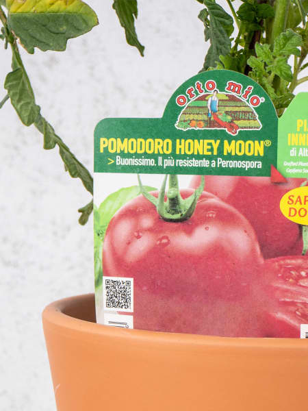 Tomate injertado Redondo Honey Moon - Planta de huerto