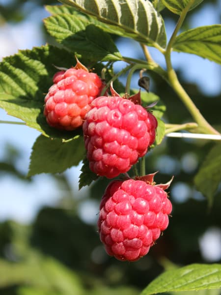 Frambuesa Roja 'Heritage' (Rubus idaeus)