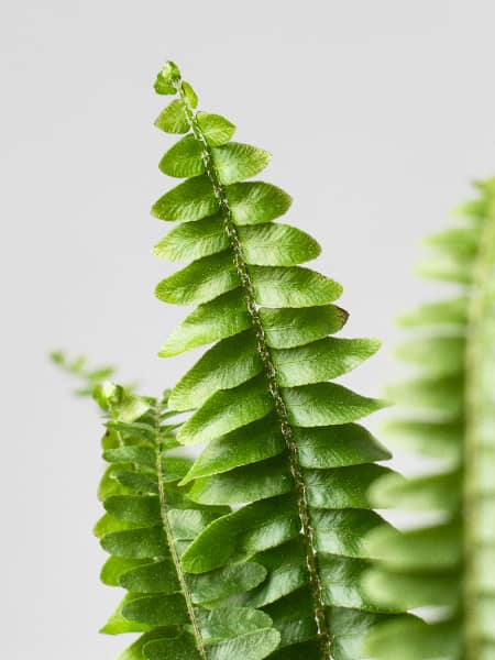 Helecho Nephrolepis exaltata 'Montana'