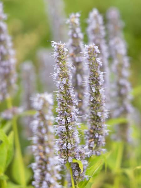 Agastache rugosa (Menta Coreana)