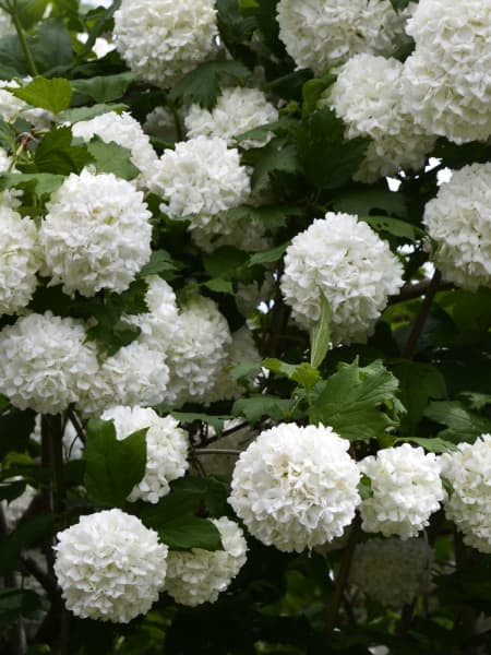 Viburnum opulus 'Roseum' (Bola de Nieve, Mundillo)