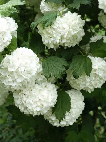 Viburnum opulus 'Roseum' (Bola de Nieve, Mundillo)