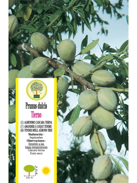 Almendro 'Mollar' (Prunus dulcis)