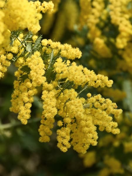Acacia Baileyana (Mimosa Injertada)