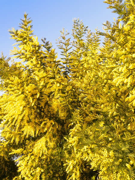 Acacia Baileyana (Mimosa Injertada)