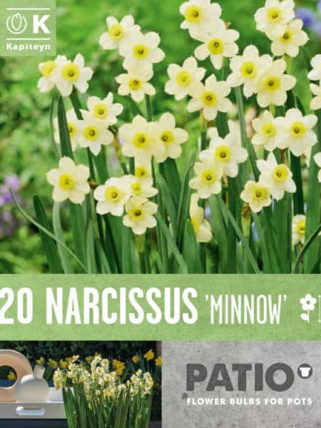 Bulbos de Narcissus tazetta 'Minnow'