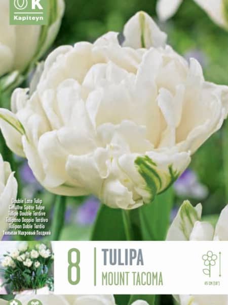 Bulbos de Tulipán 'Mount Tacoma'