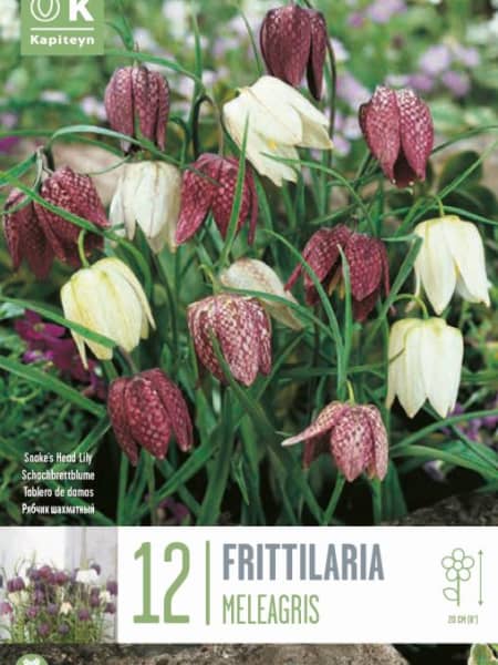 Bulbos de Fritillaria meleagris Mixed Colours