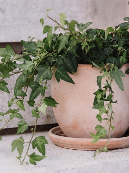 Maceta Discom Toscana siena (Macetero)