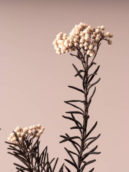 Ramillete Preservado de Flor de Arroz