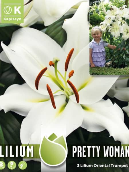 Bulbos de Lilium 'Pretty Woman'