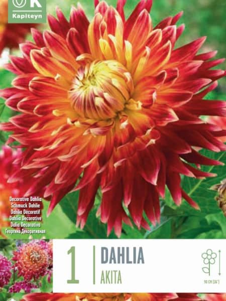 Bulbos de Dahlia 'Akita'