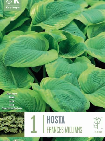Bulbos Hosta Frances Williams 1ud