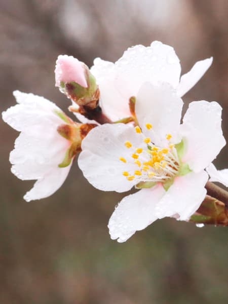 Almendro 'Ferragnes' (Prunus amygdalus)