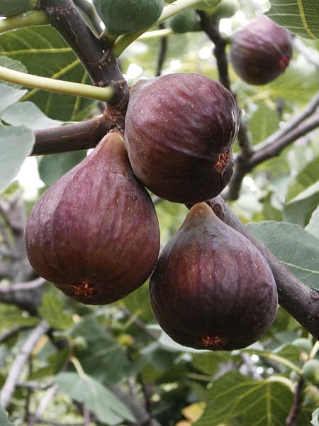 Higuera 'Brevas Negras' (Ficus carica)