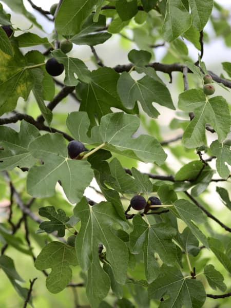 Higuera 'Brevas Negras' (Ficus carica)