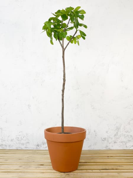 Higuera 'Coll de Dama Blanco' (árbol frutal)