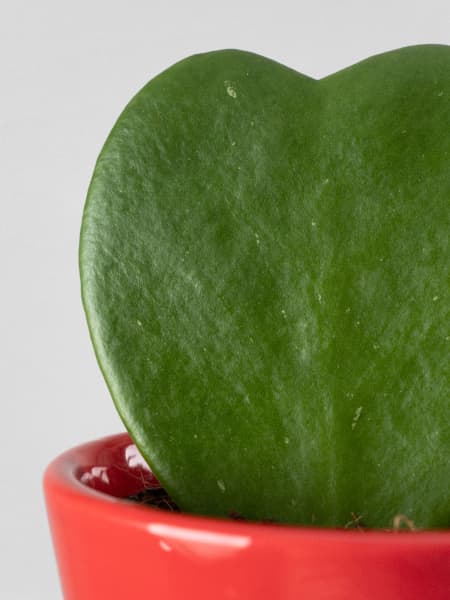 Hoya kerrii (planta del corazón)